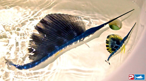 Baby Sailfish Marlin Swordfish | Marlin Magazine